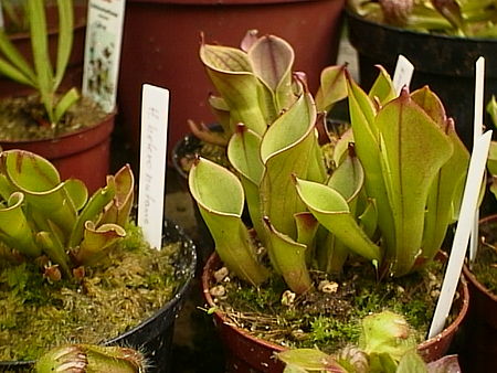 Heliamphora.jpg