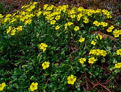 Helianthemum alpestre Habitus