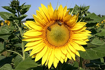 <center>Common Sunflower 02</center>