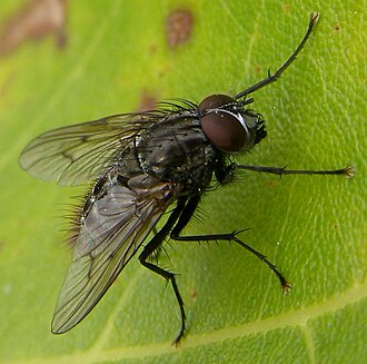 A male Helina evecta Helina-evecta-Muscid-fly-20101013j.JPG