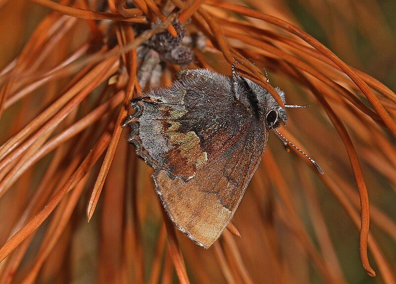 File:Henry's Elfin - Callophrys henrici, Meadowood SRMA, Mason Neck, Virginia.jpg