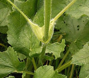 Heracleum Sphondylium: Phytonymie, Description, Écologie