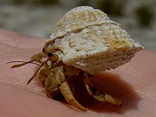 Hermit crab va Astralium phoebium.jpg