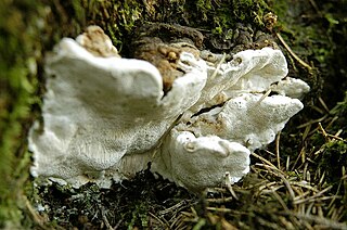 <i>Heterobasidion</i> Genus of fungi