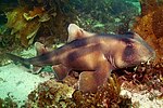 Thumbnail for Crested bullhead shark