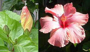 Noter les feuilles dentées ou ondulées, la fleur torsadée avant ouverture, la capsule, ici chez Hibiscus rosa-sinensis.