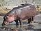 Hippopotamus amphibius в Танзании 2830 Nevit.jpg 