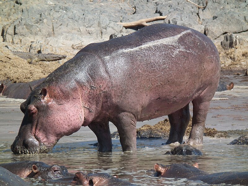 File:Hippopotamus amphibius in Tanzania 2830 Nevit.jpg