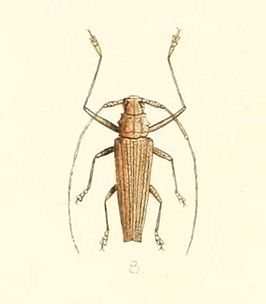 Homonoea uniformis