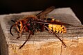 Vespa crabro