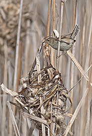 Nid en sphère de Troglodyte des marais (Cistothorus palustris).