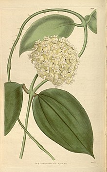Hoya pottsii (úr Curtis Botanical Magazine, bd. 62, taf.3425)