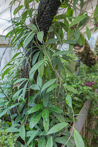 <i>Hoya pubicalyx</i> Species of plant