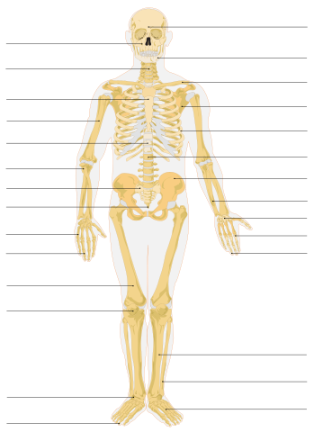 Файл:Human skeleton.svg – Уикипедия