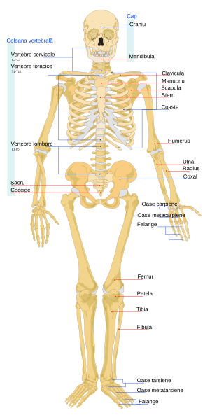 File:Human skeleton front ro.svg