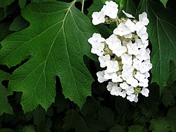 Hydrangea quercifolia1normanack.jpg