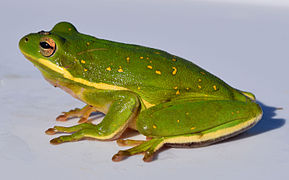Hyla cinerea, male American green treefrog