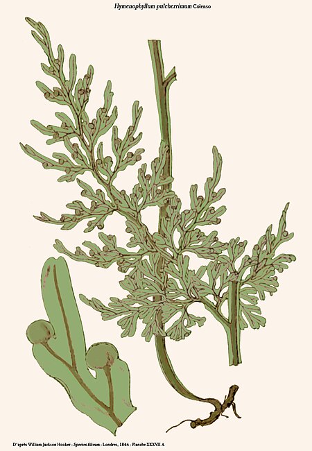 Hymenophyllum pulcherrimum