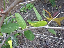 Bark, stems, and leaves Hypericum grandifolium (Jardin Botanico Canario Viera y Clavijo).jpg