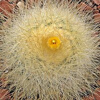 IMG 3392 Parodia chrysacanthion.jpg