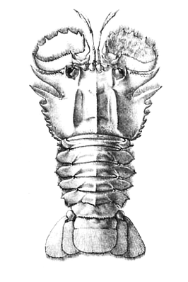 Ibacus alticrenatus