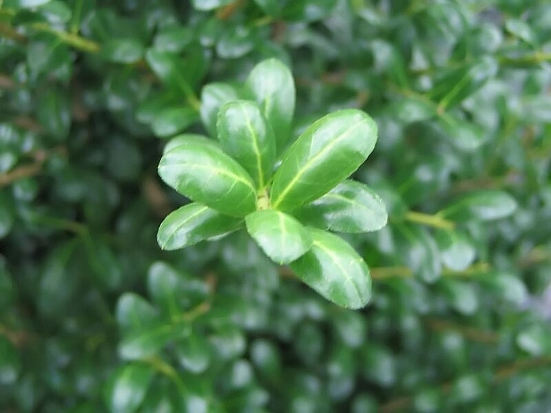 File:Ilex crenata Chesapeake 1zz.jpg