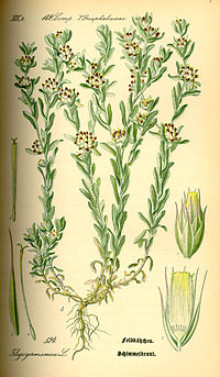 Illustration_Filago_lutescens0.jpg