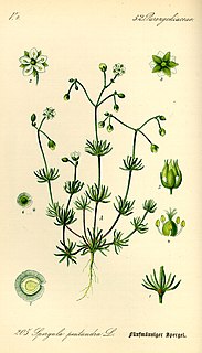 <i>Spergula</i> Genus of flowering plants