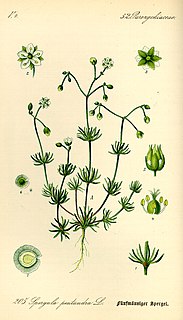 <i>Spergula</i>