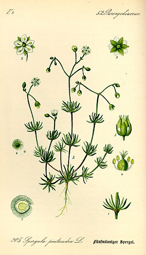 Illustration Spergula pentandra0.jpg