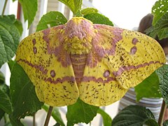 Фруктовая моль. EACLES Imperialis. Imperial Moth. Императорская моль. Императорская моль бабочка.