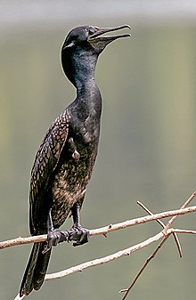 Indian cormorant, Phalacrocorax fuscicollis (Bangla: pankure) Indian Cormorant (Br.) I IMG 8092.jpg