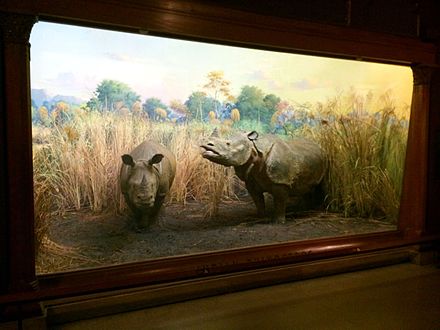 The Indian rhinoceros diorama at Vernay-Faunthorpe Hall