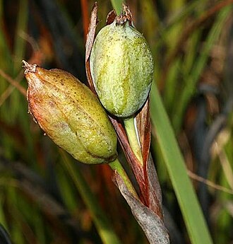 Image of Iris tridentata flower capsule, which holds the seeds of the iris Iris tridentata image 03.jpg