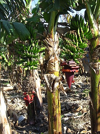 <i>Musa <span style="font-style:normal;">×</span> paradisiaca</i> Species of flowering plant