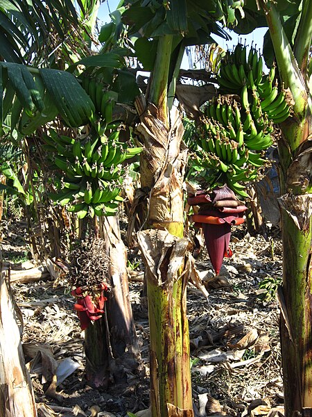Israel banana trees 3.JPG
