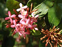 Ixora longistipula