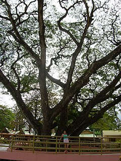 Jarabacoa park. Jarabacoa, La Vega 381.jpg