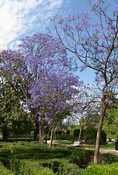 File:Jardins del Real de València, xicrandes.JPG