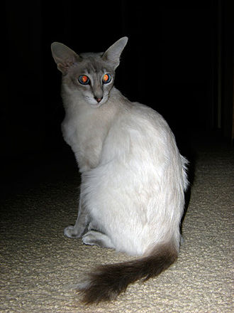 siamese javanese cat