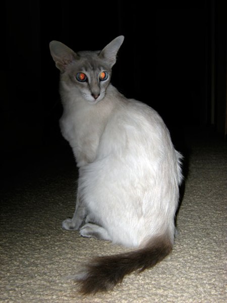 Javanese cat.jpg