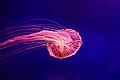 Jellyfish in Dubai aquarium Photograph: Lintophilip