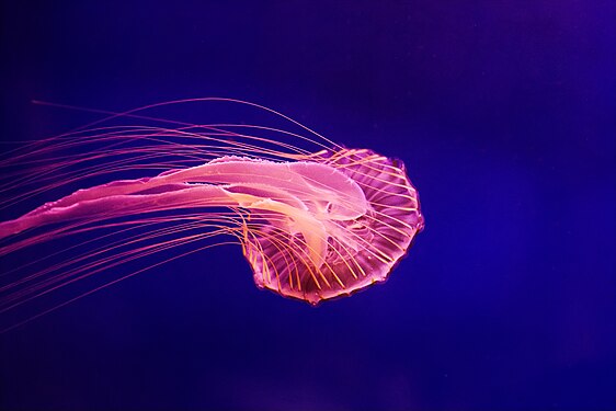 Jellyfish in Dubai aquarium Photograph: Lintophilip