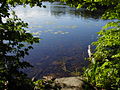 On the trail around Jensen Lake, late June around 6 pm