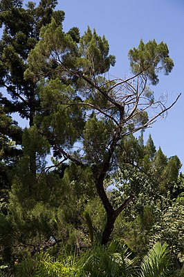 Juniperus lucayana, Cuba