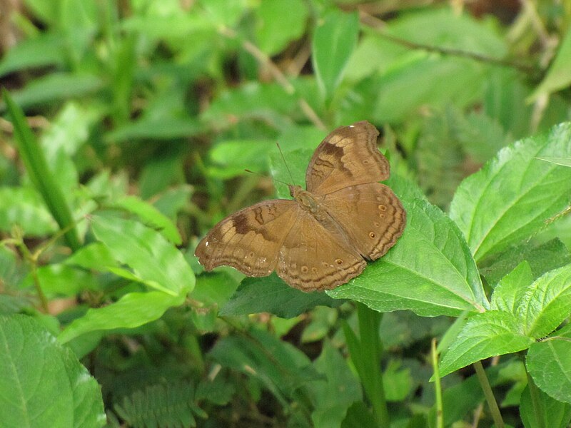 File:Junonia-iphita-from-Koovery-1.jpg