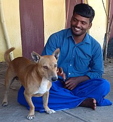 Cat–dog relationship - Wikipedia