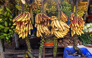 Changalikodan Edible fruit cultivar