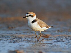 Kentish Plover Charadrius alexandrinus, India.jpg