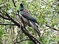 Kereru on kawakawa 2.jpg